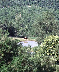 maneggio-todi-3