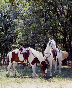maneggio-todi